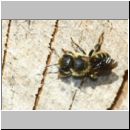 Osmia leiana - Mauerbiene 01b 9mm - OS-Insektenhotel det.jpg